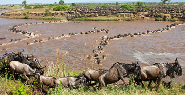 wildebeest-crossing-mara51